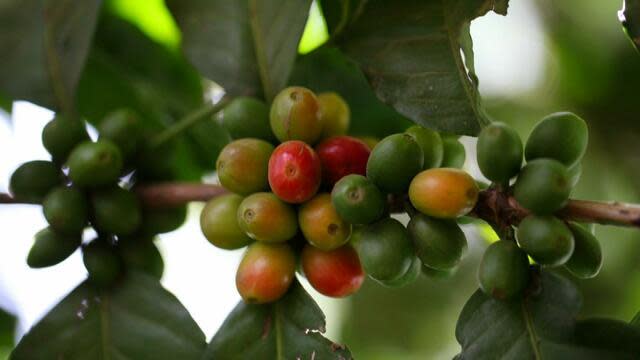 Behind the making of Panama’s 0-a-cup coffee