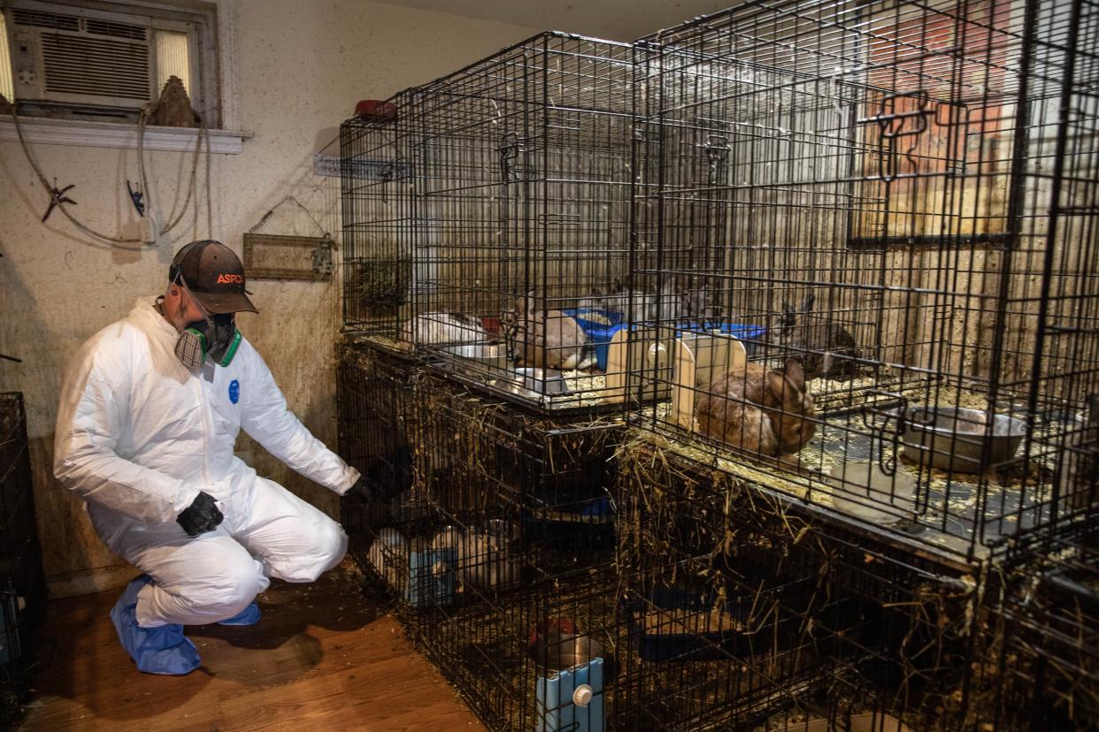 An ASPCA worker checks on the rabbits inside the home.