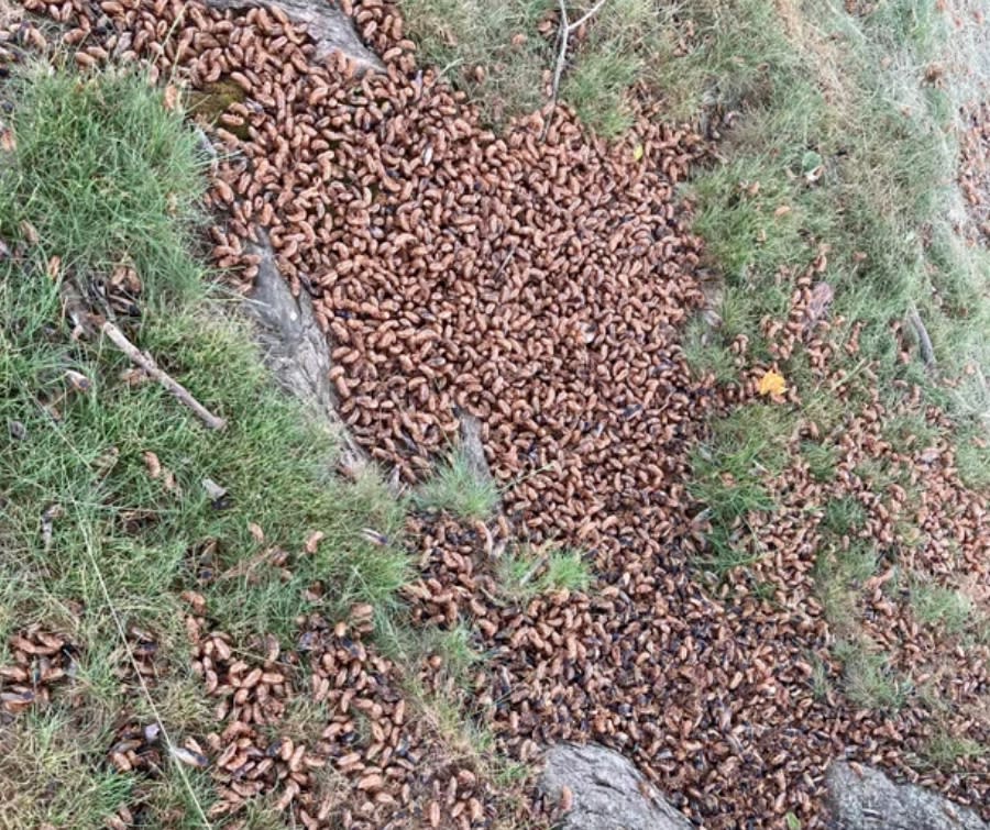 數兆的布魯德10代蟬（Brood X）破土而出，席捲美國15州，地上堆滿了蟬的屍體。   圖 : 翻攝自環球時報