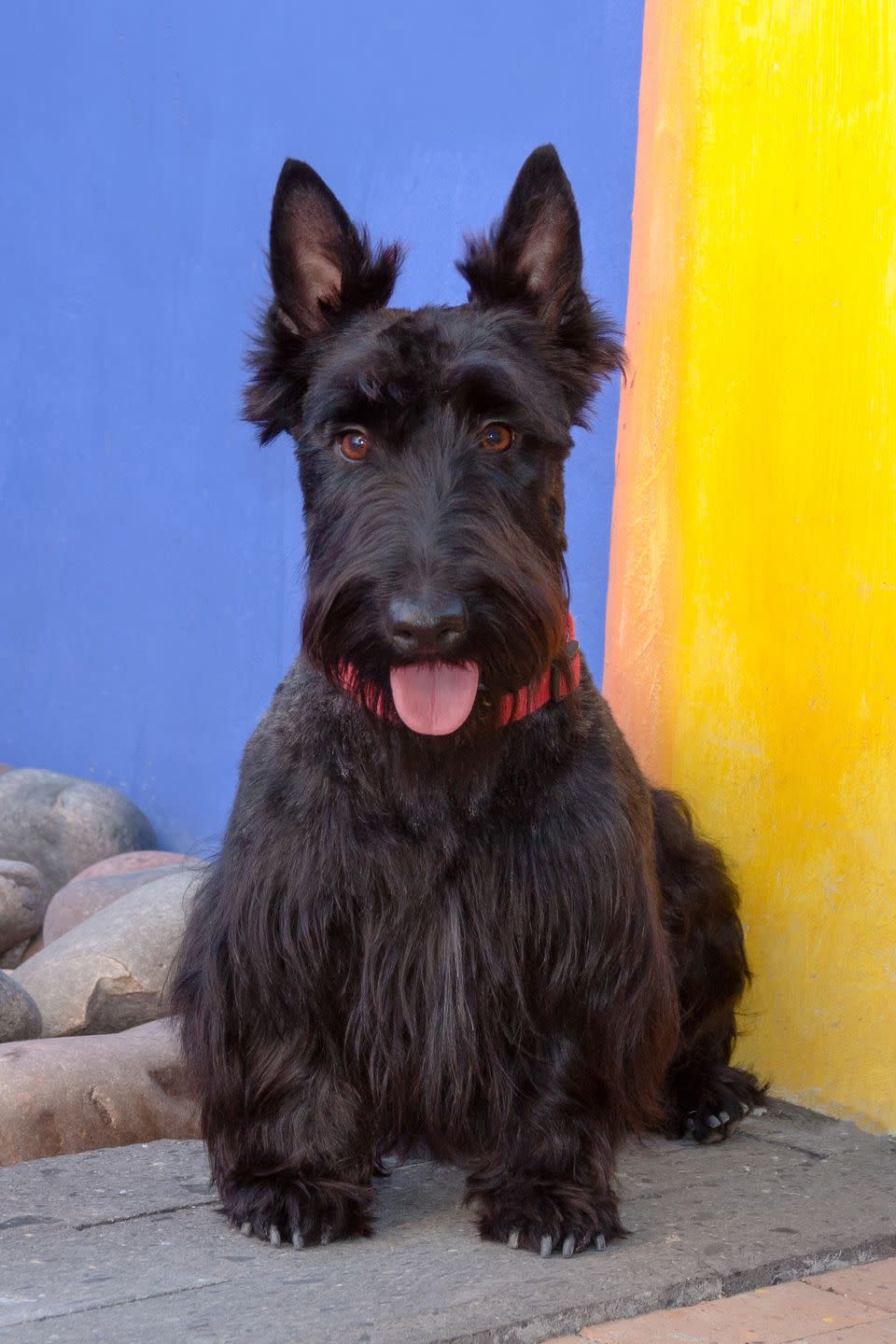 a happy black scottish terrier with its tongue out