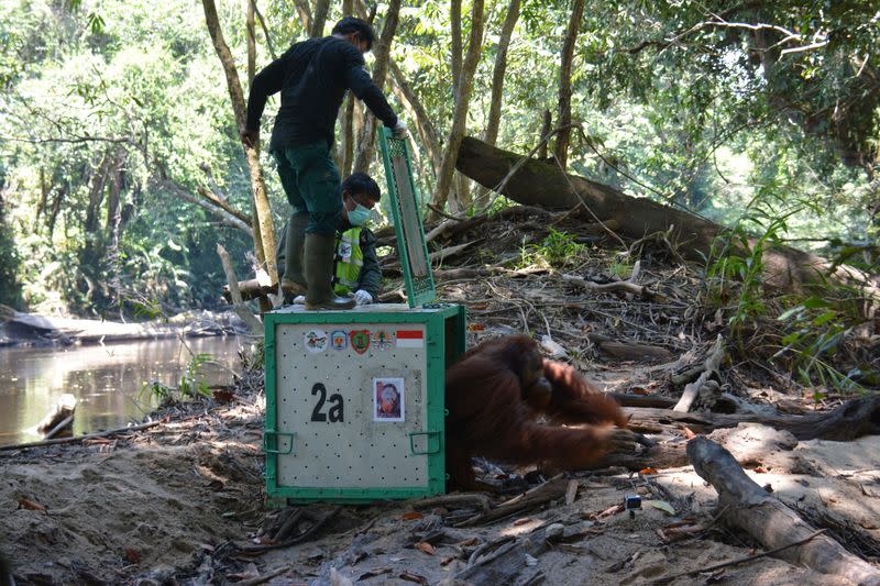 Orangutan released into the Borneo island