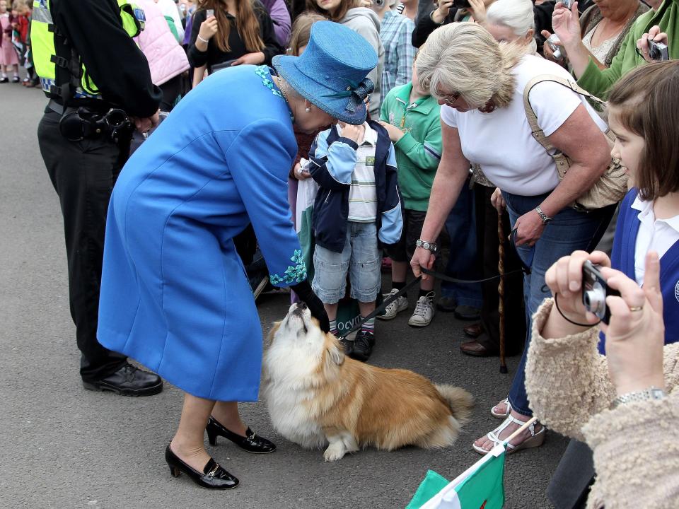Queen Elizabeth pets a corgi