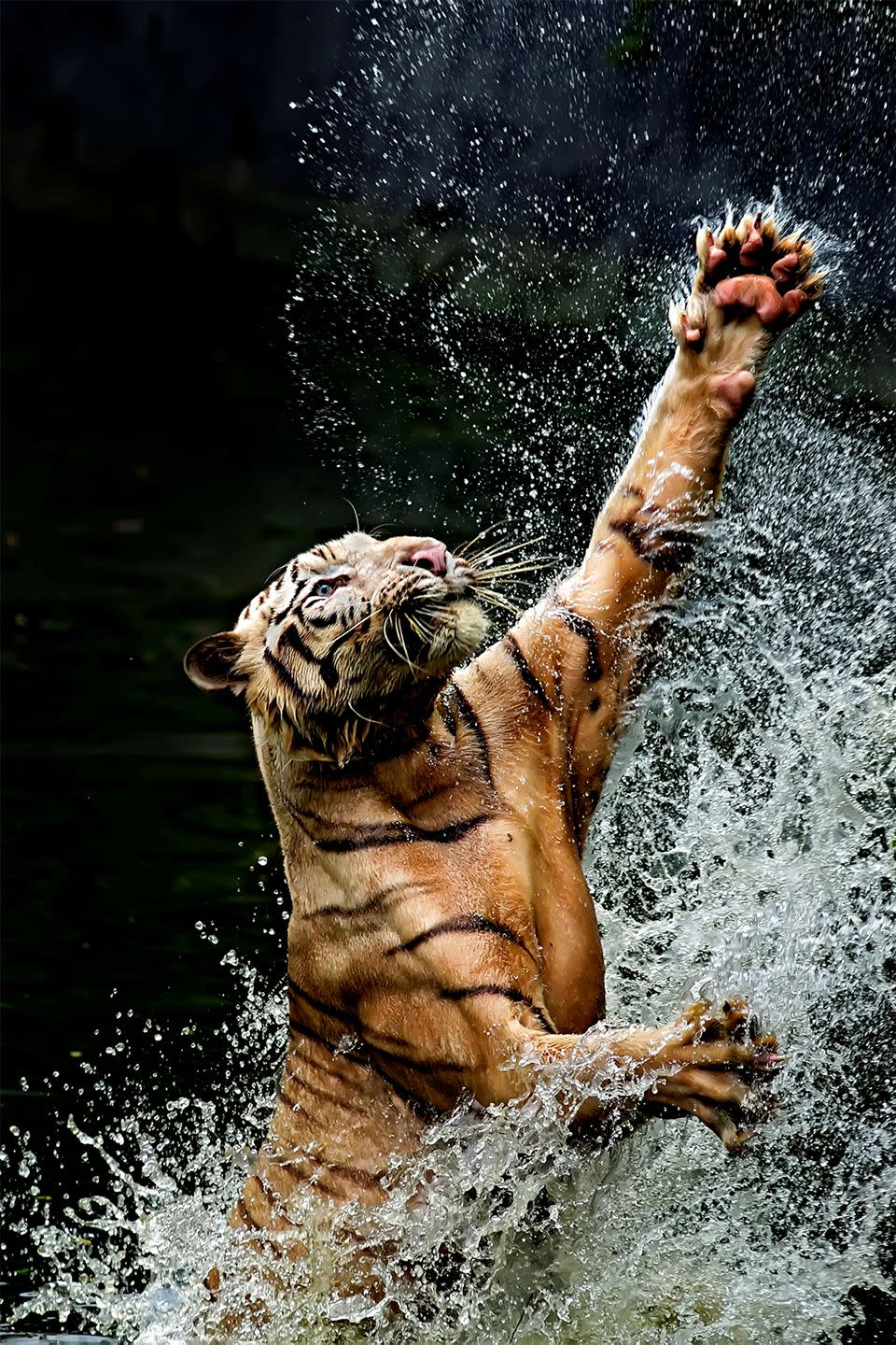 35) Bengal tigers are the ultimate meat-eaters