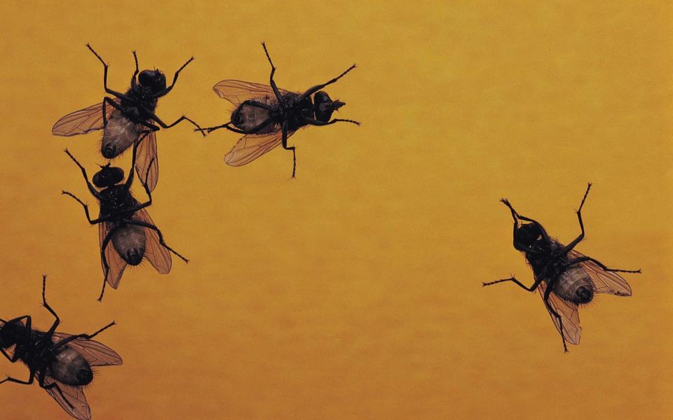 Five flies - Getty