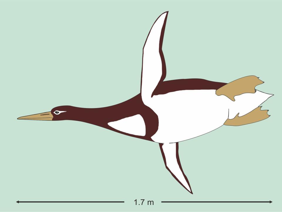 The newly discovered penguin, Kumimanu biceae, was around the size of a man: Reconstruction by G. Mayr/Senckenberg