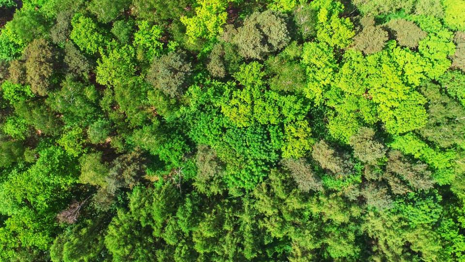 In den verschiedensten Grüntönen leuchten Blätter- und Nadelbäume in einem Wald in Brandenburg. Foto: Patrick Pleul