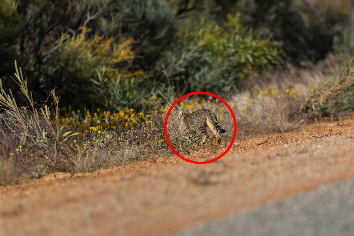 A feral cat in the wild. 