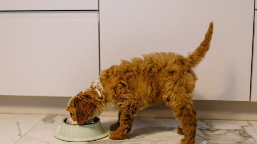 Brown dog eats from white bowl, no 4Health dog food recall at this time