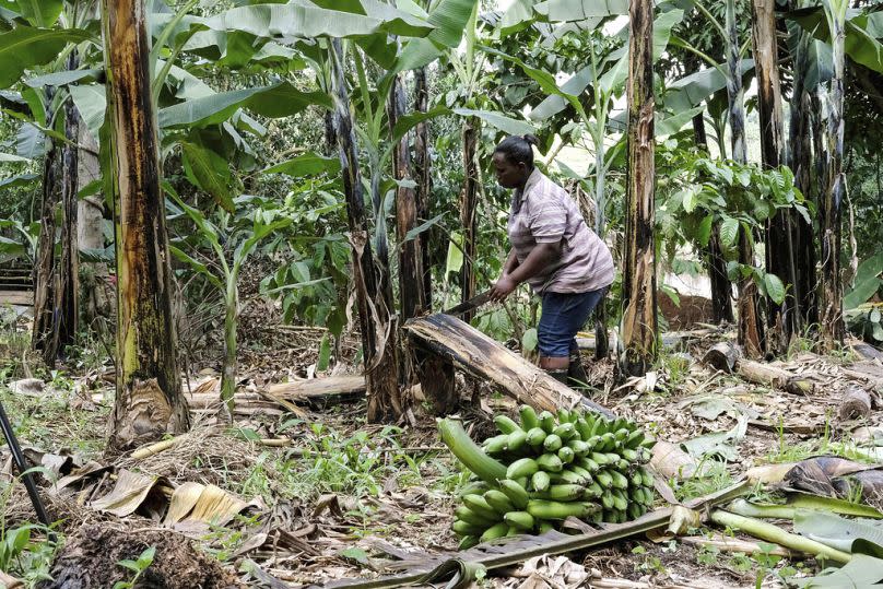 A farmer cuts a banana plant, on his farm, in Kiwenda village, Busukuma, Uganda, 2023