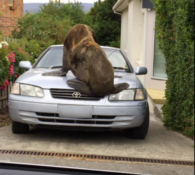 It mounted a Toyota Camry in a driveway. Source: Tasmania Police