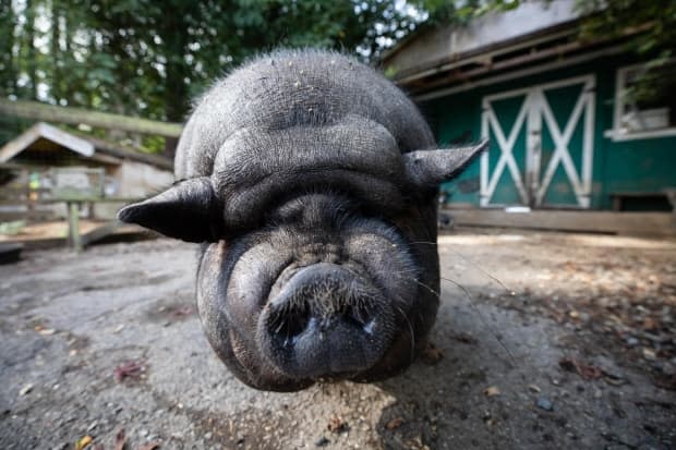 Sugar Ray at the Hearts on Noses pig sanctuary in Mission, B.C., on Sept. 9. Sanctuary owners are asking people considering buying a pig as a pet to consult local bylaws and consider the size of fully grown pigs before they buy.  (Maggie MacPherson/CBC - image credit)