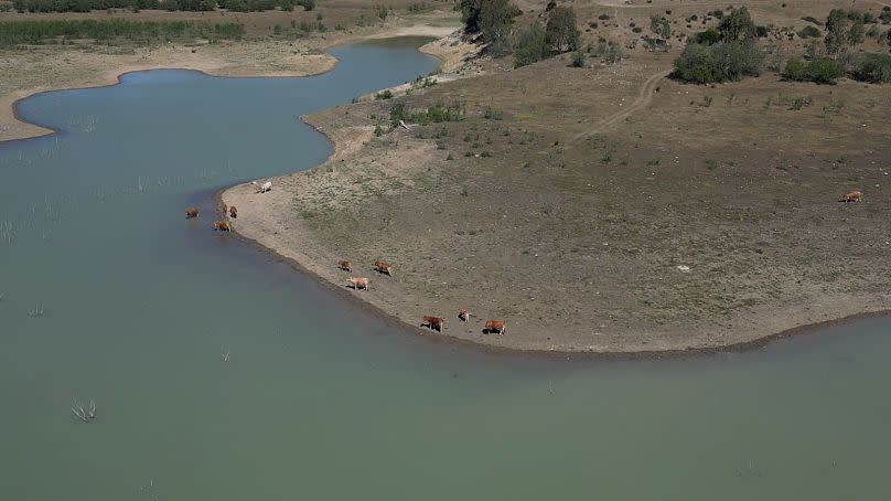 Cows drink from a reservoir, Caltanissetta, Sicily.