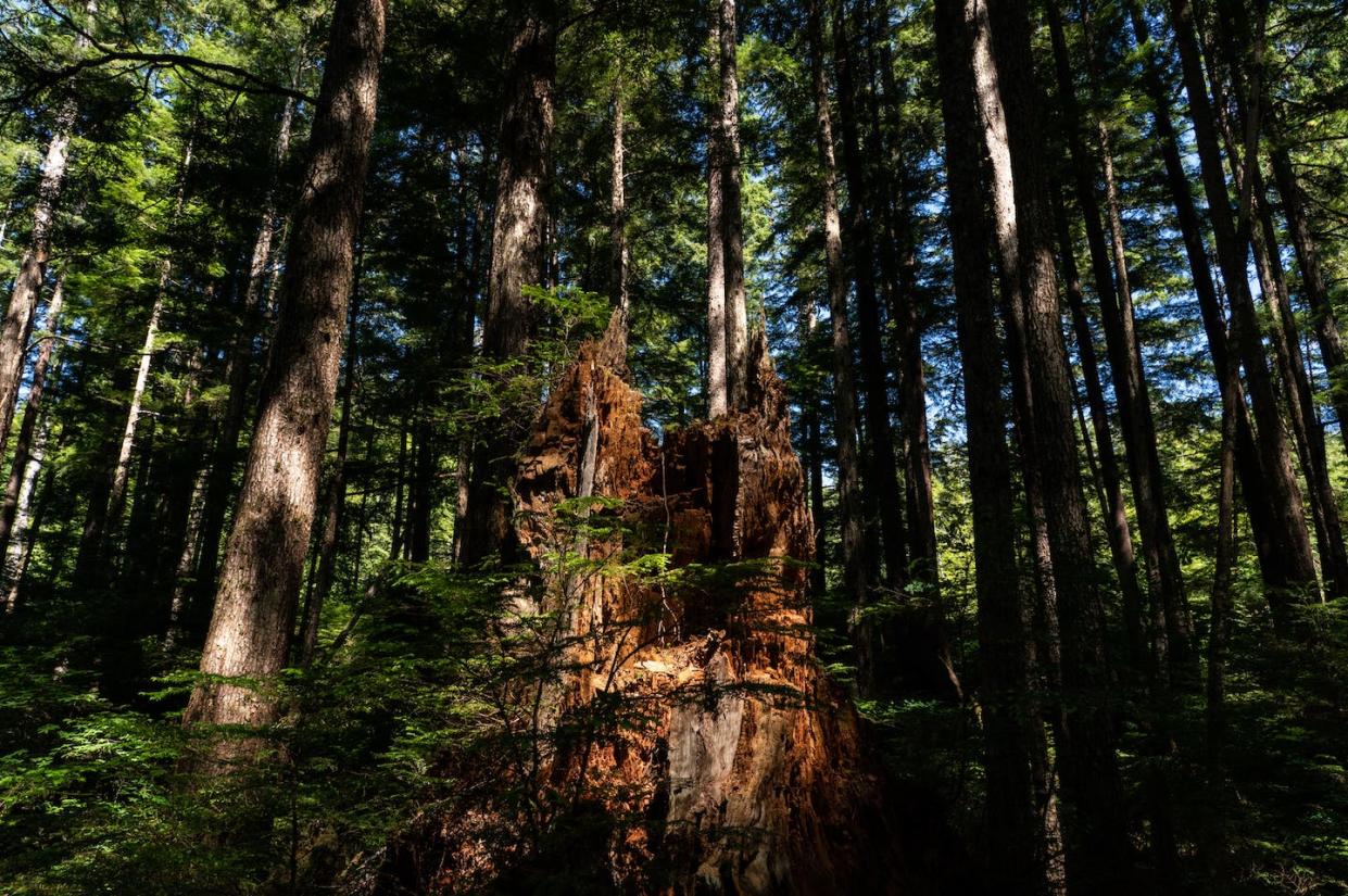An old-growth tree that was cut in Alaska's Tongass National Forest. <a href="https://www.gettyimages.com/detail/news-photo/an-old-growth-tree-that-was-cut-is-seen-in-the-tongass-news-photo/1241027768" rel="nofollow noopener" target="_blank" data-ylk="slk:Salwan Georges/The Washington Post via Getty Images;elm:context_link;itc:0;sec:content-canvas" class="link ">Salwan Georges/The Washington Post via Getty Images</a>