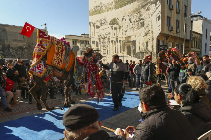 Wrestling camels, bearing elaborately decorated saddles, parade during a contest in Turkey's largest camel wrestling festival in the Aegean town of Selcuk, Turkey, Saturday, Jan. 15, 2022. Ahead of the games, on Saturday, camels were paraded in a beauty pageant titled "the most ornate camel contest" when they are decked out with colorful beaded muzzles, fabrics, pompoms, bells and Turkish flags. (AP Photo/Emrah Gurel)