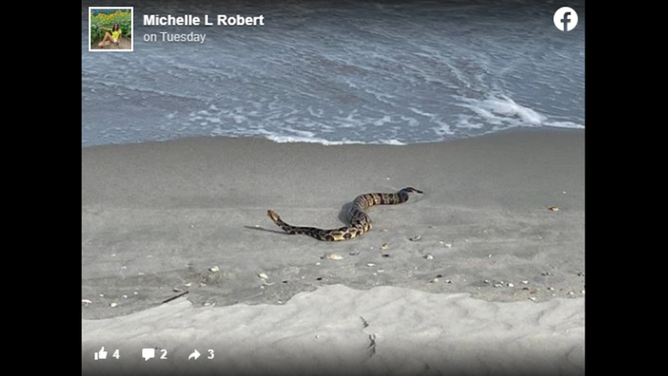 The scaly critter was spotted along the South Carolina shore.