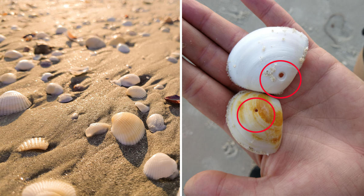 Seashells with Holes.