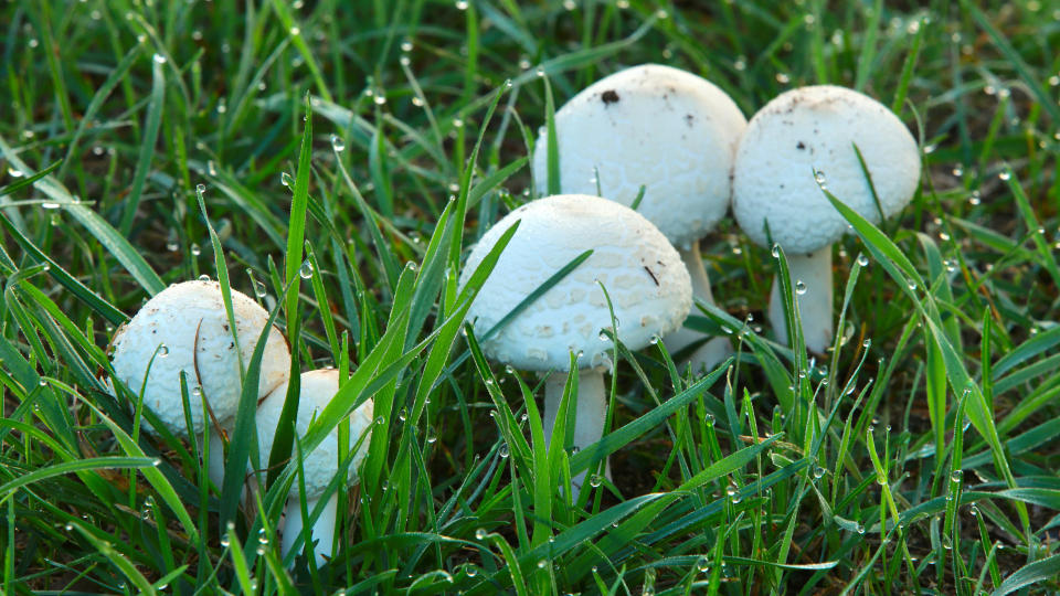 A close up of five mushrooms growing in the grass