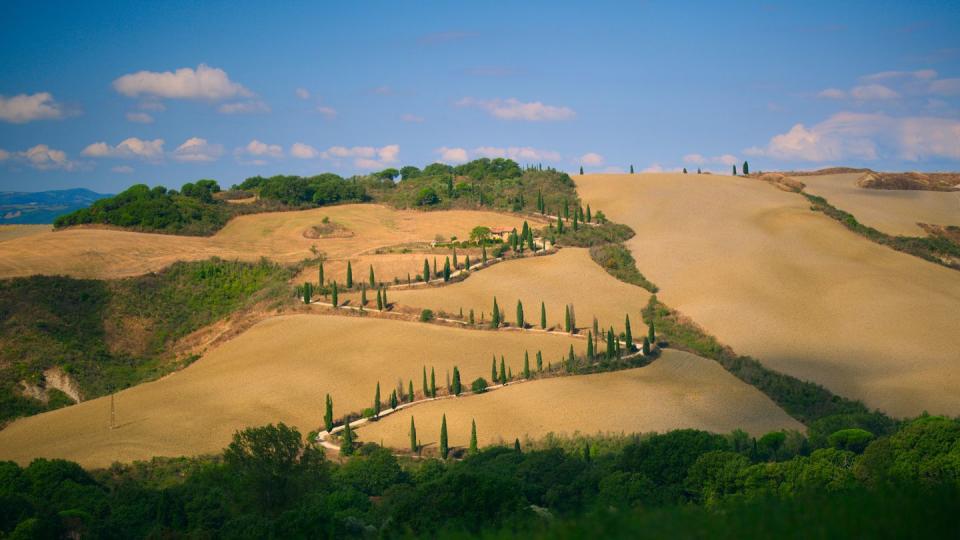 a landscape with trees and bushes