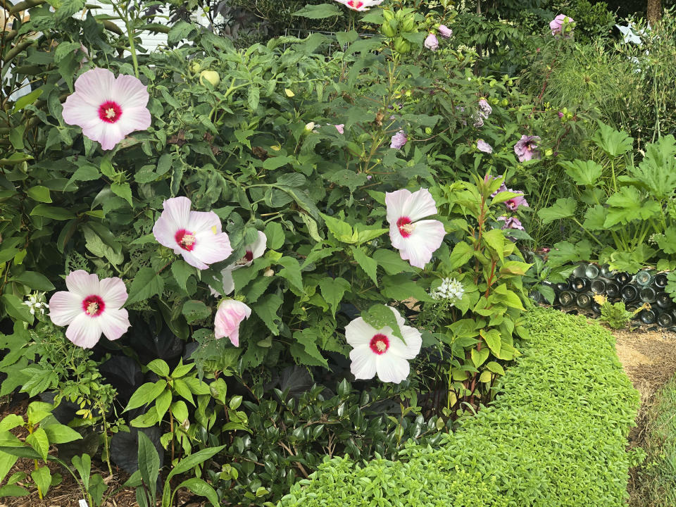 This undated image provided by Brie Arthur shows tomatoes vining up hardy, perennial hibiscus in a border edged with basil in Fuquay-Varina, North Carolina. (Brie Arthur via AP)