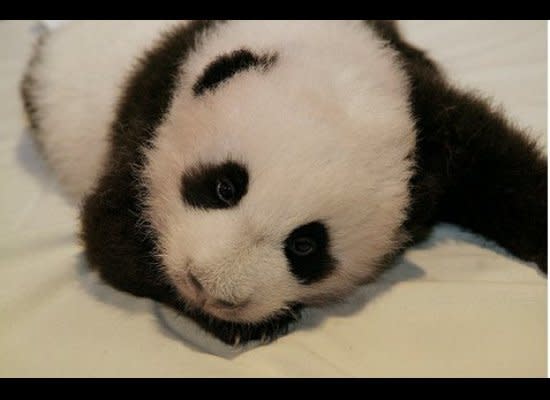 Panda cub Tai Shan is examined, weighed and measured on September 19, 2005.