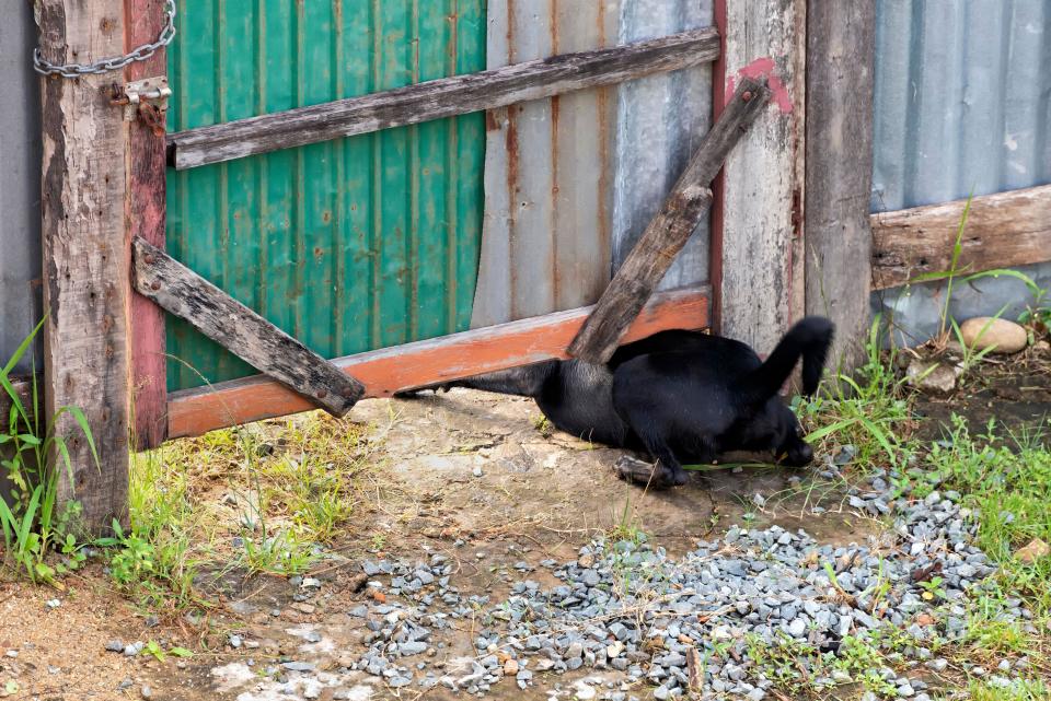 Dog escaping through under the gate