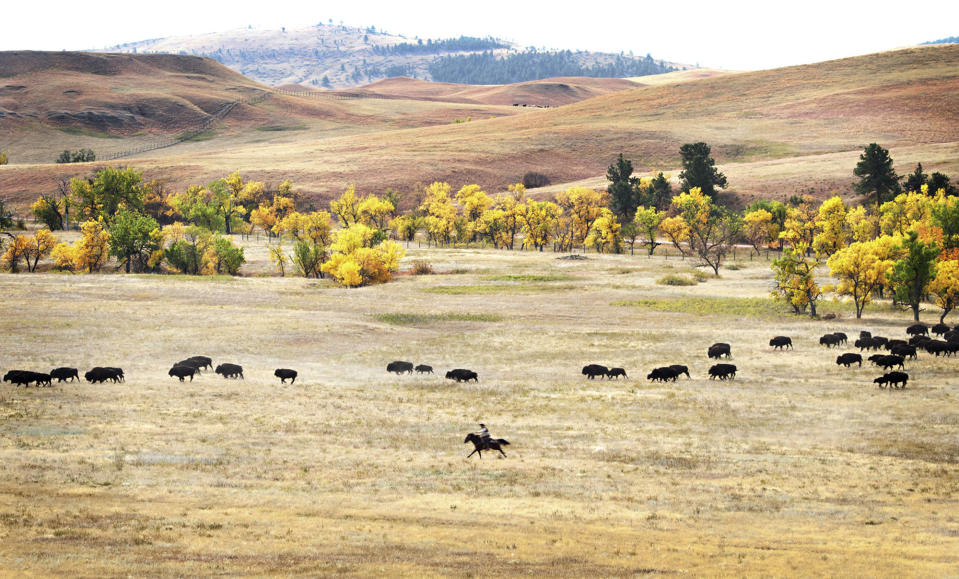 More than 1,000 buffalo thunder across the prairie land Monday, Sept. 24, 2012, during the 47th annual Buffalo Roundup in western South Dakota's Custer State Park. Event organizers estimate that more than 14,000 people attended the event. (AP Photo/Kristi Eaton)