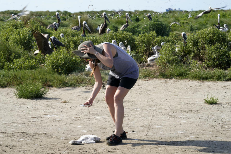 La bilóloga marina Bonnie Slaton encuentra un pequeño pelícano marrón muerto en la isla Raccoon del Golfo de México el 17 de mayo del 2022. Detrás suyo se ven decenas de plícanos. (AP Photo/Gerald Herbert)