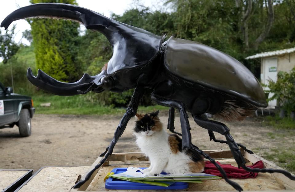 A cat sits under a statue of a beetle at the entrance of Tierra Viva in Tunja, Colombia, Tuesday, Nov. 15, 2022. The company transforms solid, organic waste, with the help of beetle larvae's digestive microorganisms that transform the waste into a compost rich in nitrogen and phosphorous. Once adults, some of the beetles are sent to scientific labs and others to Japan where they are popular as pets. (AP Photo/Fernando Vergara)