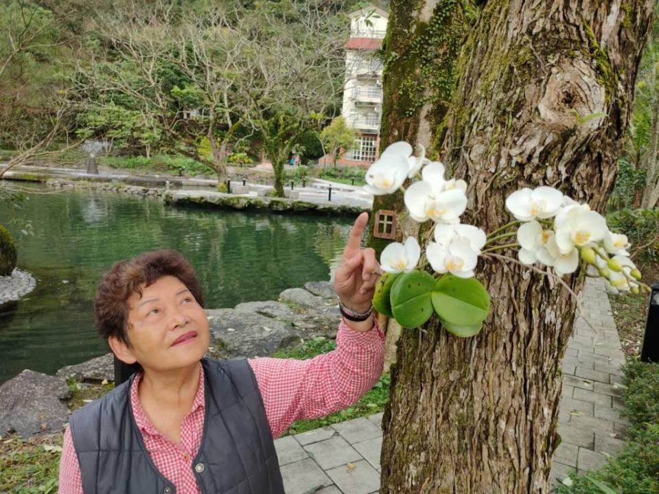 頭城農場主人卓陳明說，台灣被稱為蘭花王國，其中一種是白色花瓣的「台灣阿嬤」，花色純白無瑕，曾經得過世界冠軍。（頭城農場提供）