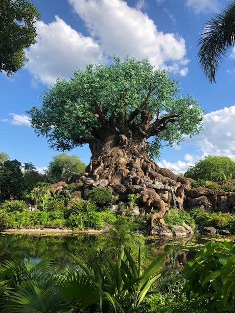 The 145-foot Tree of Life towers over Walt Disney World's Animal Kingdom and is a symbol of the park.