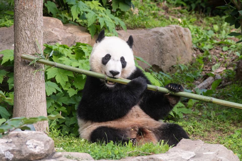 A FedEx plane will take giant panda Bei Bei on a 15-plus-hour flight from the U.S. to China.