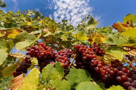 Bunches of grapes hang from the vine in a vineyard in Alsace, before their harvest in Orschwihr, France, in this September 26, 2015 file photo.REUTERS/Jacky Naegelen/Files