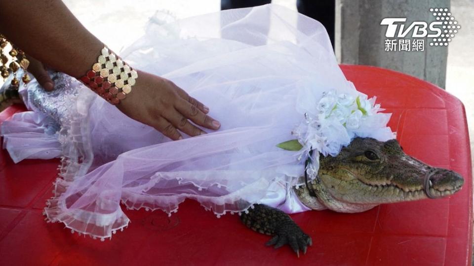 鱷魚新娘也盛裝打扮，披上浪漫的白紗。（圖／達志影像路透社）