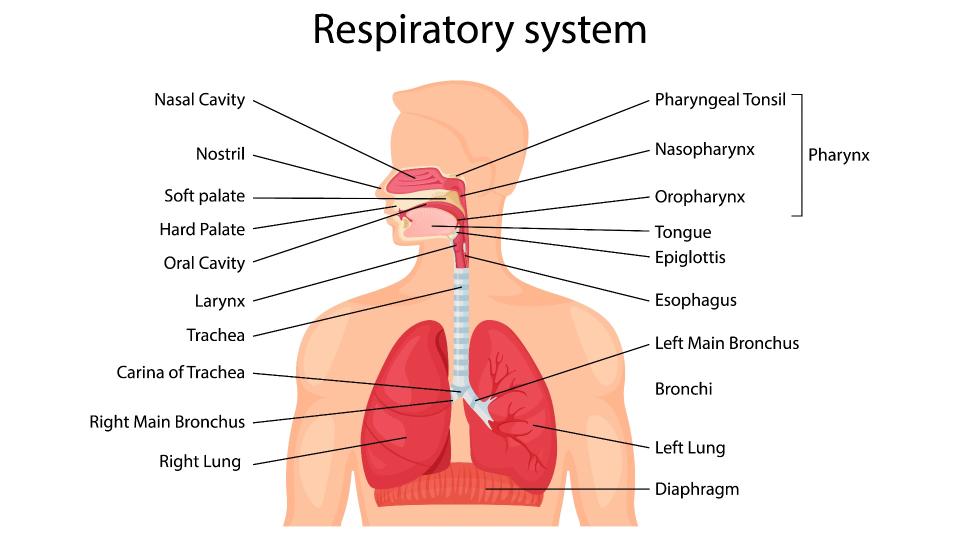 Human respiratory system with description of the corresponding parts. Anatomical vector illustration in flat style isolated over white background.