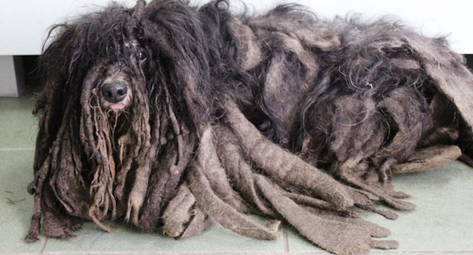 A dog found with thick, matted, dreadlock-like fur, has had its hair trimmed after being found neglected in Poland. Source: CEN/Australscope