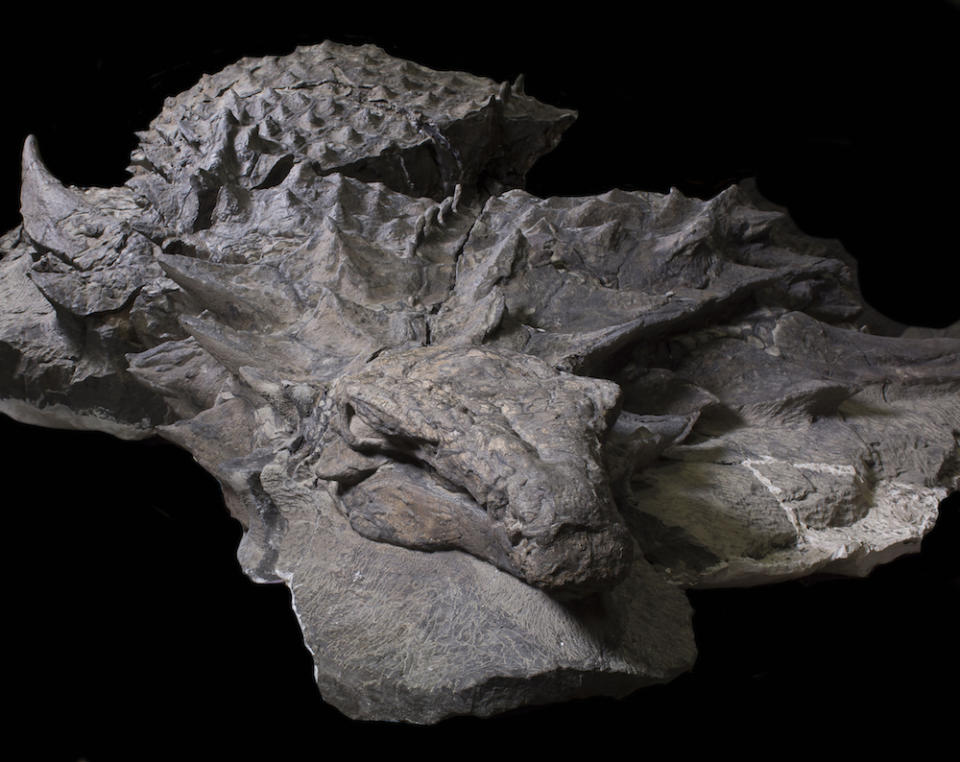 Incredible! Most Well-Preserved Armored Dinosaur Was a 'Spiky Tank'