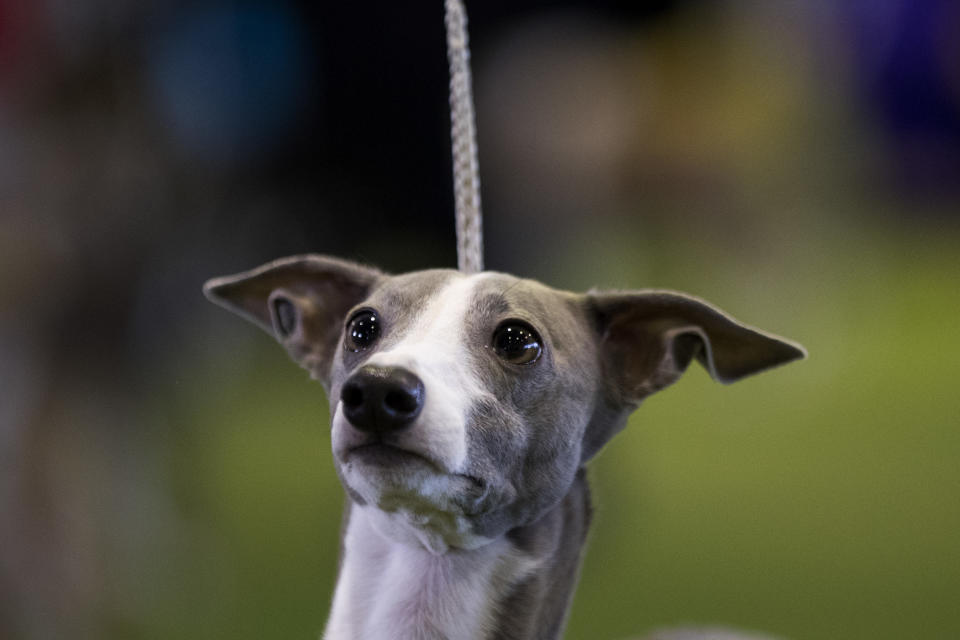 An Italian Greyhound competes during the 141st Westminster Kennel Club Dog Show, February 13, 2017 in New York City.&nbsp;