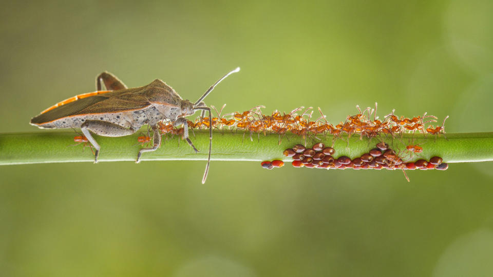 'New Born': A grasshopper protecting its newborn hatch from predators in West Kalimantan, Indonesia.