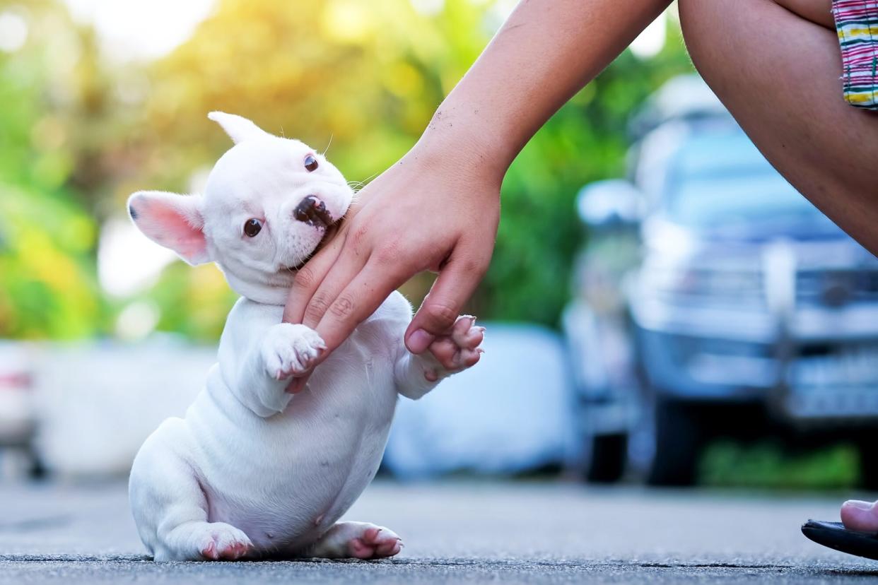 puppy nibbling on boy's hand