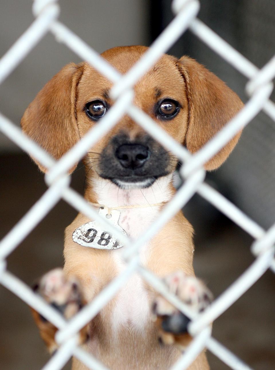 Several dogs and cats are ready to be adopted. Here is a sad little face that would love to be in a good home.