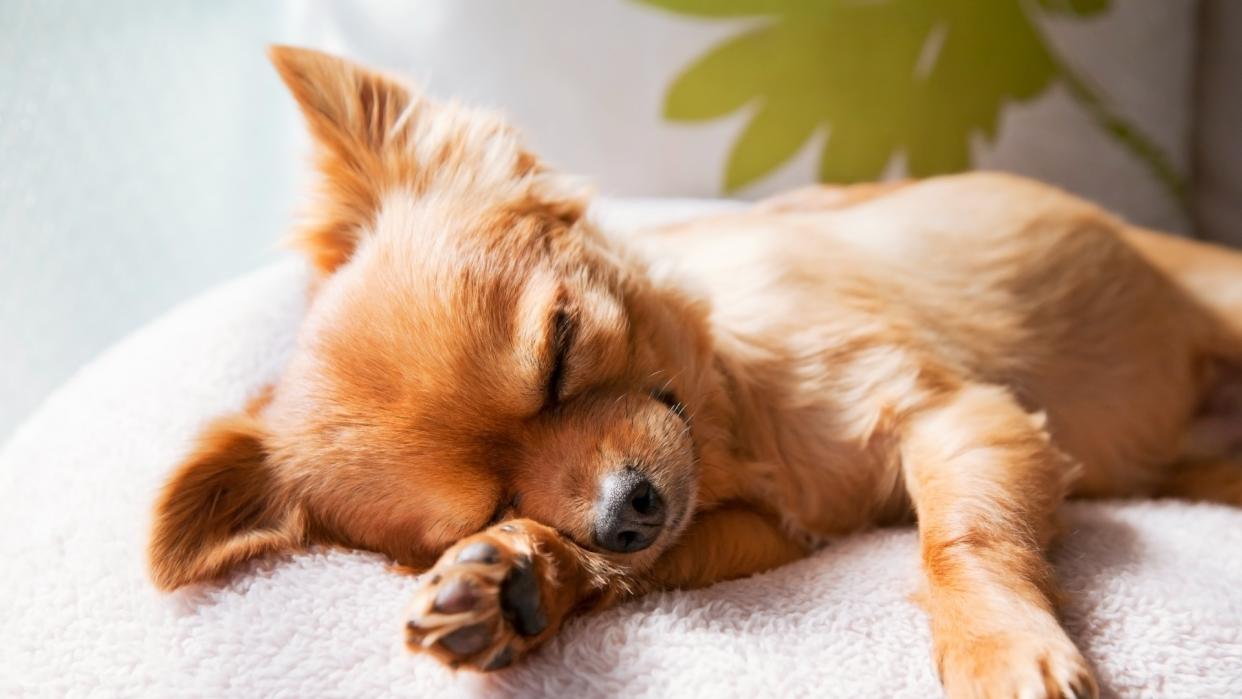  Dog sleeping on cushion. 