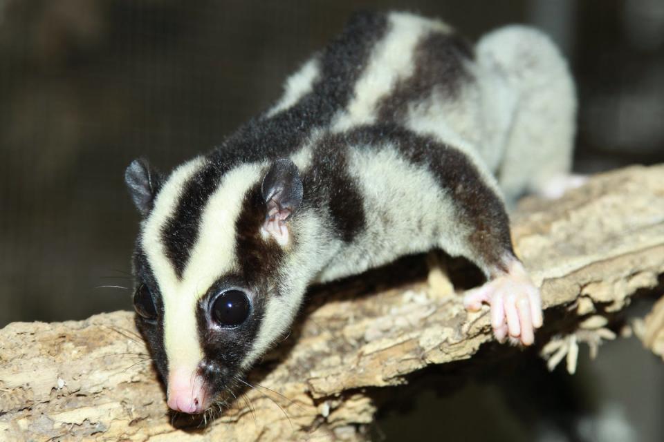 The Torresian striped possum moves with speed throughout North Queensland’s rainforests. Shutterstock