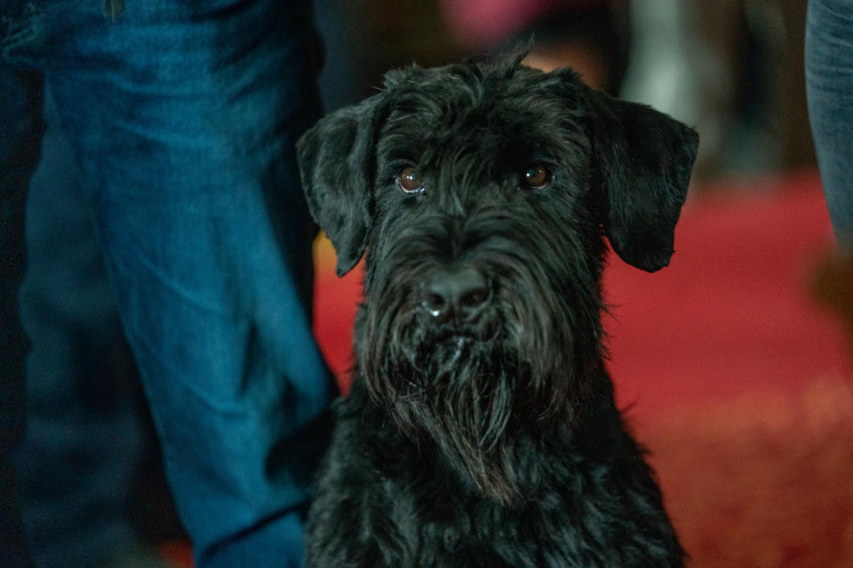 Green stars as the Fly Team’s beloved pooch, Tank - Credit: Katalin Vermes/CBS