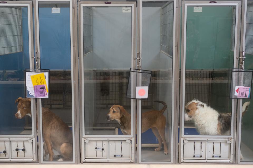 The eyes of three dogs follow those walking around the kennels at the Helping Hands Humane Society's animal shelter in Topeka.