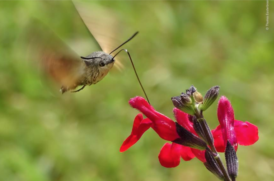 Les images lauréates du Wildlife Photographer of the Year