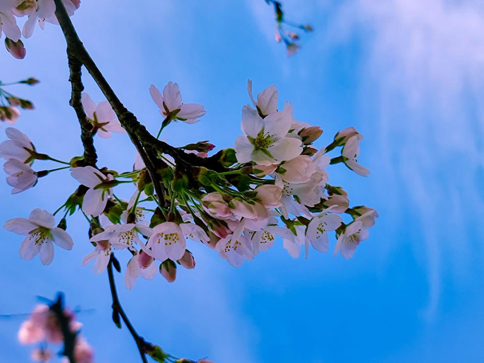 阿姆斯特丹的櫻花（Image Source : Getty Creative/iStockphoto）