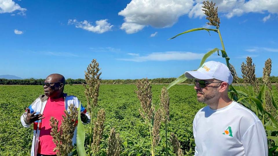 Maxwell Marcelin, left, and Geoffrey Handal visit an agriculture field in Paulette, Haiti, where they are growing peppers and sweet potatoes for the local and export market.