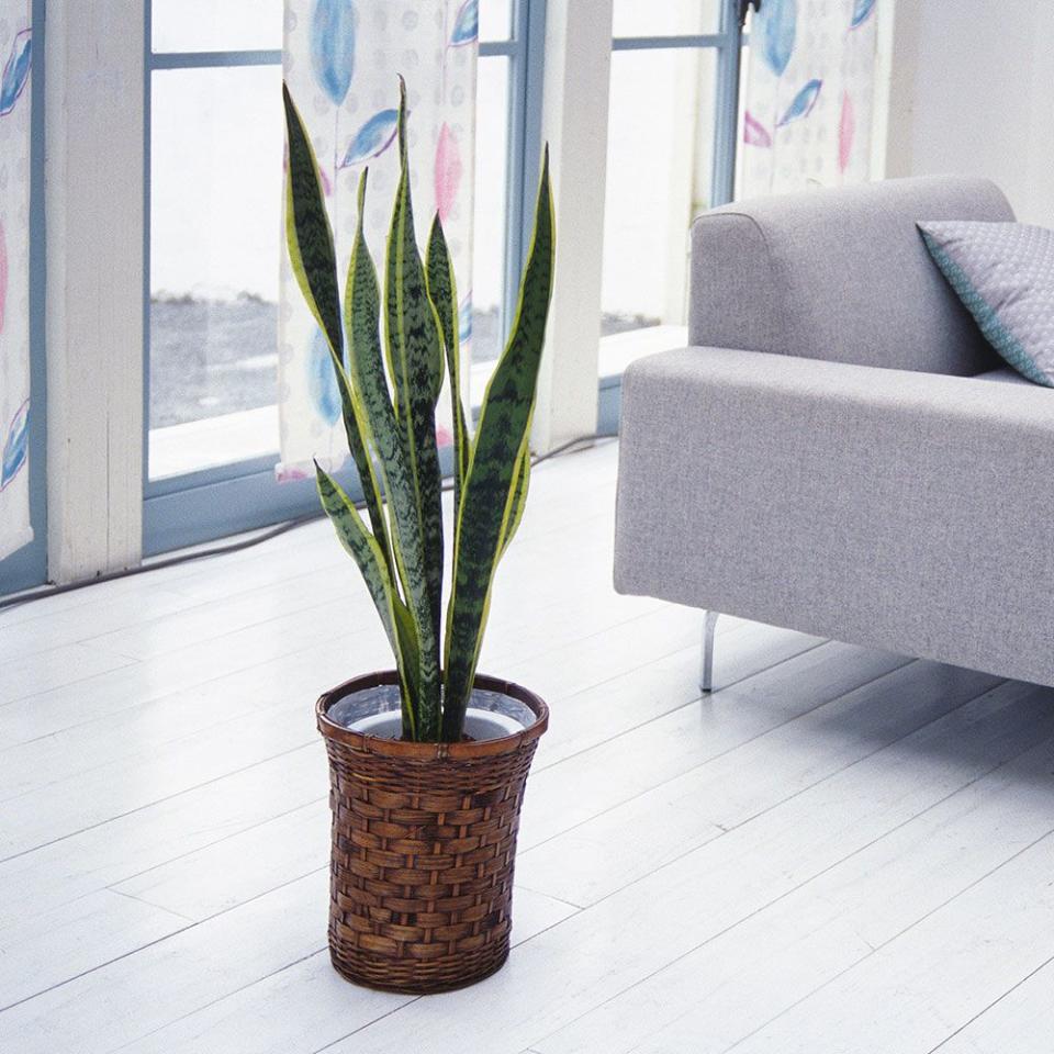 Flowerpot, Houseplant, Flower, Plant, Leaf, Cactus, Room, Floor, Vase, Interior design, 