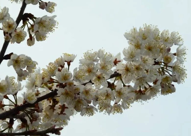 中國浙江新種「螺螄粉」櫻花！網民：喜歡櫻花和喜歡螺螄粉的都沉默了
