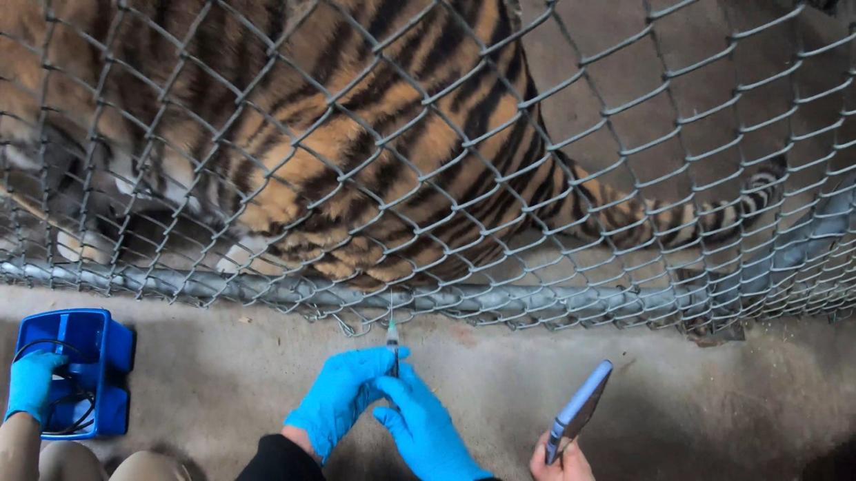 A tiger at Oakland zoo receives a Covid-19 vaccine designed for animals on 1 July (AP)